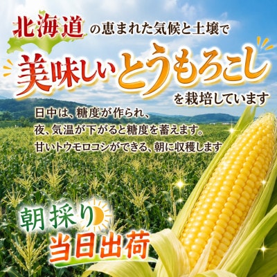 2026年先行受付【高糖度!まるでフルーツ】北海道産とうもろこし旭山ライオンコーン10本_00307