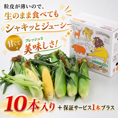 2026年先行受付【高糖度!まるでフルーツ】北海道産とうもろこし旭山ライオンコーン10本_00307