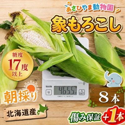 2026年8月下旬以降　象もろこし　あさひやま動物園　白くまコーンビック8本_01413