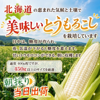 2026年8月下旬以降　象もろこし　あさひやま動物園　白くまコーンビック8本_01413