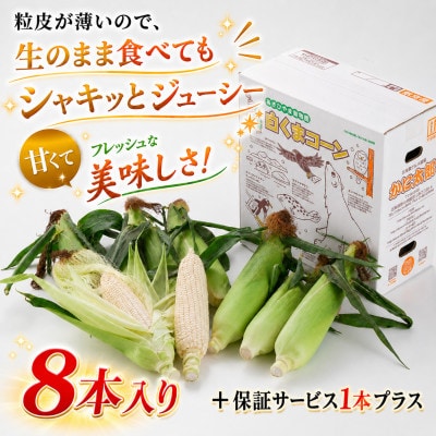 2026年8月下旬以降　象もろこし　あさひやま動物園　白くまコーンビック8本_01413