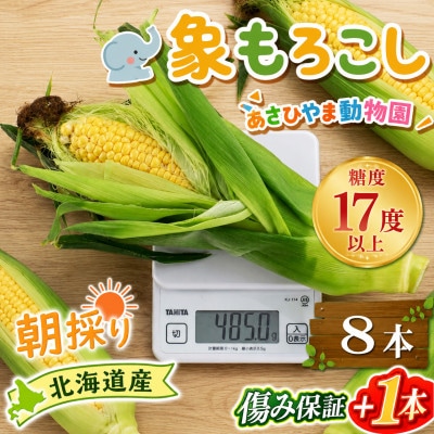 2026年8月下旬以降　象もろこしビックのあさひやま動物園ライオンコーン8本_01412
