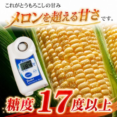 2026年8月下旬以降　象もろこしビックのあさひやま動物園ライオンコーン8本_01412