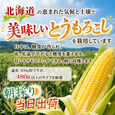 2026年8月下旬以降　象もろこしビックのあさひやま動物園ライオンコーン8本_01412