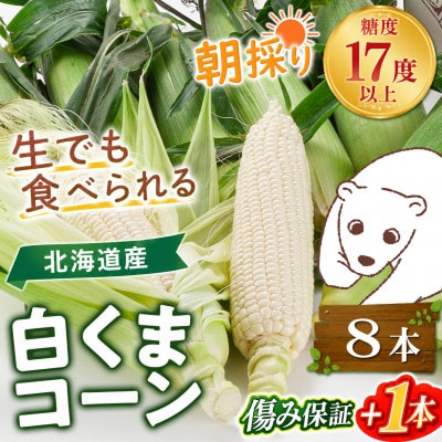 2026年8月下旬以降　あさひやま動物園白くまコーン3.2kg　旭山動物園監修箱入り_03811