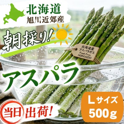 2026年産【Lサイズ】【朝採り当日発送!瑞々しく甘い!】北海道産アスパラ500g_04750