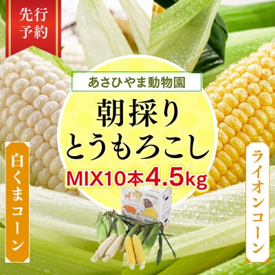 2025年8月～発送あさひやま動物園白くまコーン5本ライオンコーン5本計10本4.5kg_02157
