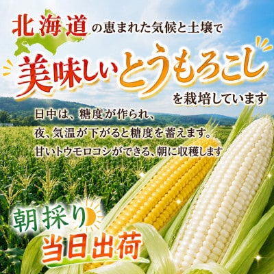2026年先行受付【高糖度!まるでフルーツ】北海道産とうもろこし食べ比べ10本(各5本)_02157
