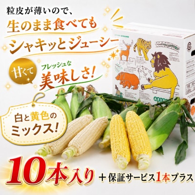2026年先行受付【高糖度!まるでフルーツ】北海道産とうもろこし食べ比べ10本(各5本)_02157