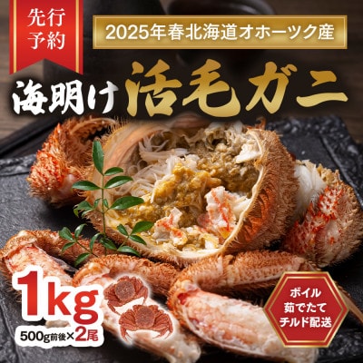 【先行予約】北海道オホーツク産海明け活毛ガニボイル未冷凍チルド冷蔵配送500g前後×2尾_03500
