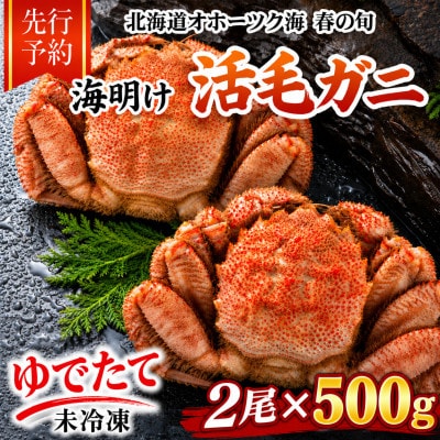 【先行予約】北海道オホーツク産海明け活毛ガニボイル未冷凍チルド冷蔵配送500g前後×2尾_03500