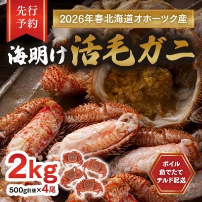 【先行予約】北海道オホーツク産海明け活毛ガニボイル(チルド冷蔵配送)500g前後×4_03502