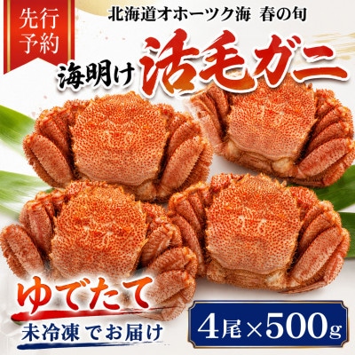 【先行予約】北海道オホーツク産海明け活毛ガニボイル(チルド冷蔵配送)500g前後×4_03502