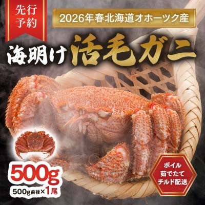 【先行予約】北海道オホーツク産海明け活毛ガニボイル未冷凍チルド冷蔵配送500g前後×1尾_03499