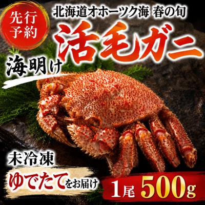 【先行予約】北海道オホーツク産海明け活毛ガニボイル未冷凍チルド冷蔵配送500g前後×1尾_03499