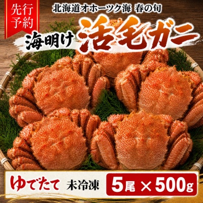 【先行予約】北海道オホーツク産海明け活毛ガニボイル(チルド 冷蔵配送)500g前後×5_03503