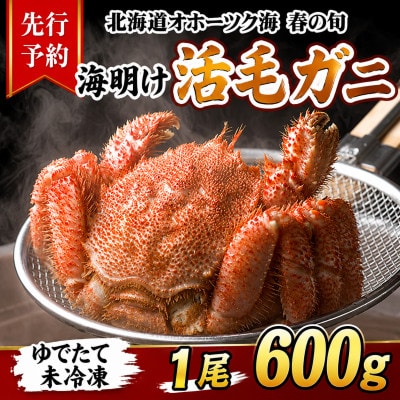 【先行予約】北海道オホーツク産海明け活毛ガニボイル未冷凍チルド冷蔵配送600g前後×1尾_05668