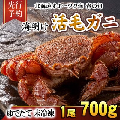 【先行予約】北海道オホーツク産海明け活毛ガニボイル未冷凍チルド冷蔵配送700g前後×1尾_05669