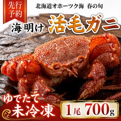 【先行予約】北海道オホーツク産海明け活毛ガニボイル未冷凍チルド冷蔵配送700g前後×1尾_05669