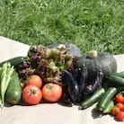 【北海道】旬の野菜詰め合わせ[6～8種類]栽培期間中農薬・化学肥料不使用_02944