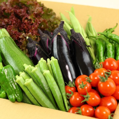 【北海道】旬の野菜詰め合わせ[6～8種類]栽培期間中農薬・化学肥料不使用_02944