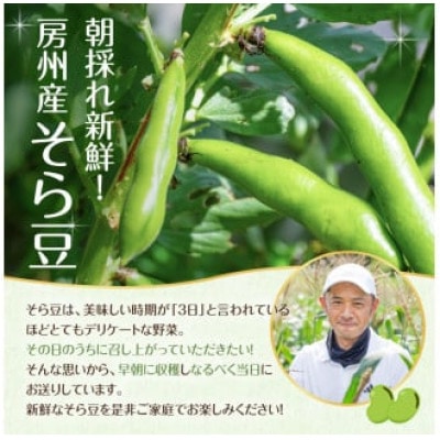 【先行受付】朝採れ房州そら豆3kg mi0046-0004