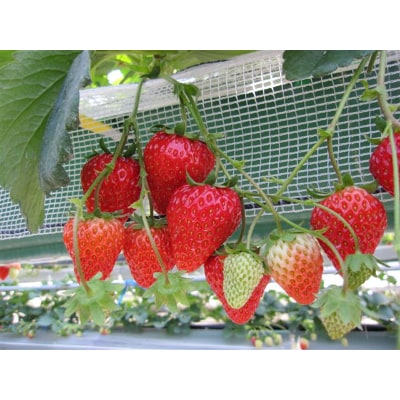 お百姓市場の完熟冷凍いちご(削りタイプ)1kg(250g×4袋)
