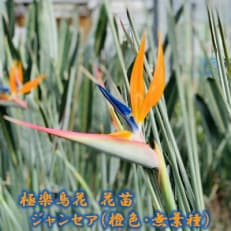 極楽鳥花花苗 ジャンセア(橙色・無葉種)