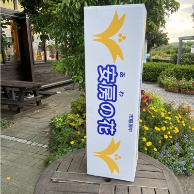 極楽鳥花花苗　ジャンセア(橙色・無葉種)