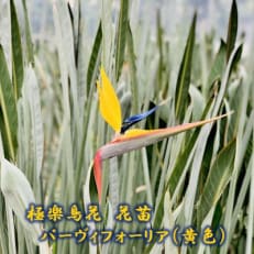 極楽鳥花花苗 パーヴィフォーリア(黄色)