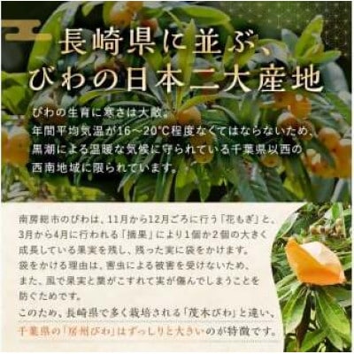 【先行受付】房州びわ(露地)12粒入2Lサイズ以上1箱【5月下旬からお届け】　mi0010-0010