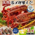 伊勢海老 大 冷凍 900g 急速凍結で甘み凝縮! 3本セット　mi0020-0003