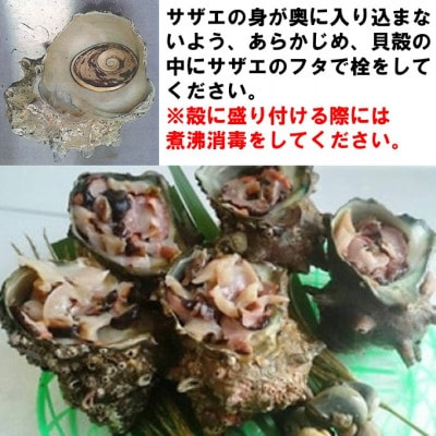 ★気分は料亭★ジャンボサザエ お造りセット　5個入り