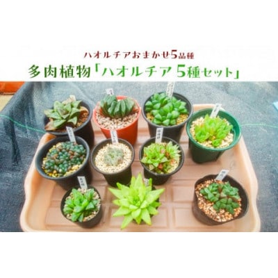 多肉植物「ハオルチア 5種セット」 mi0034-0003