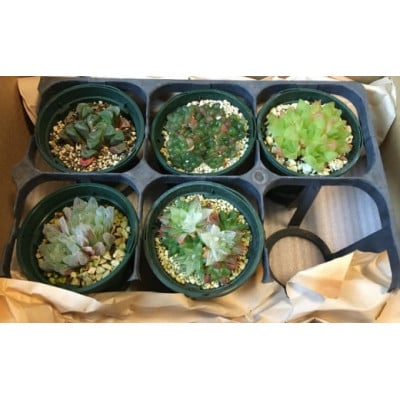 多肉植物「ハオルチア 5種セット」 mi0034-0003