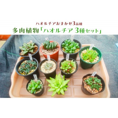 多肉植物「ハオルチア 3種セット」 mi0034-0002