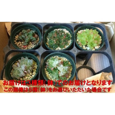多肉植物「ハオルチア 3種セット」 mi0034-0002