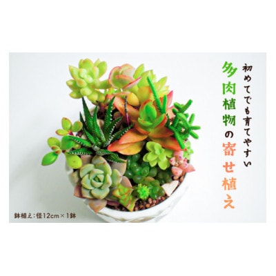 多肉植物の寄せ植え mi0034-0001