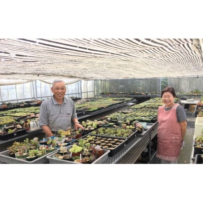 多肉植物の寄せ植え mi0034-0001