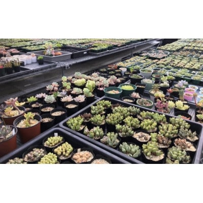 多肉植物の寄せ植え mi0034-0001