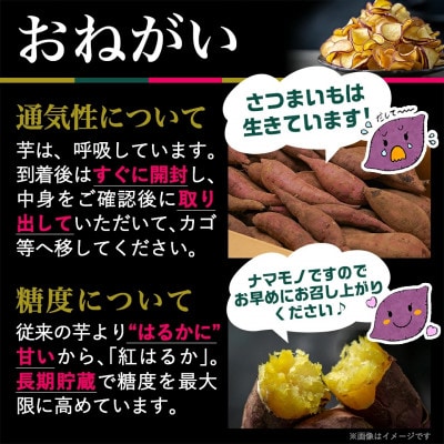 島津甘藷 熟成紅はるか5kg≪2L～M≫ 焼き芋