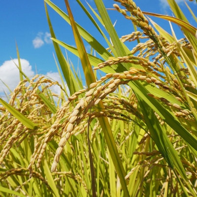 【令和6年産】伝統の味!都城産ヒノヒカリ玄米5kg【2024年10月下旬より順次発送】