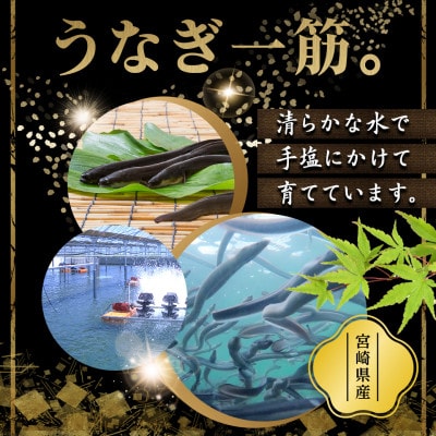 宮崎県育ちのうなぎ蒲焼2尾約300g≪山椒・たれ付≫(都城市)