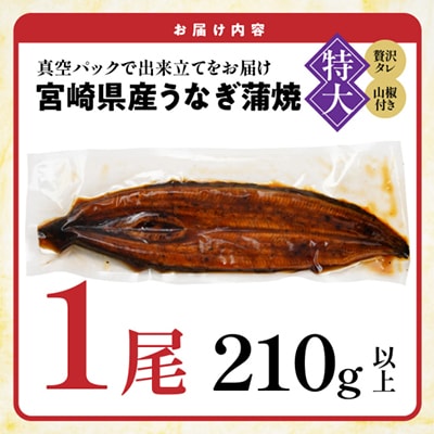 宮崎県育ちのうなぎ蒲焼1尾約210g(大きいサイズ)≪山椒・たれ付≫(都城市)