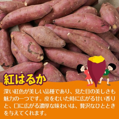 【さとふる限定】【先行受付】都城市産 洗い済み紅はるか【2025年9月上旬以降発送】