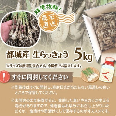【先行受付】2026年5月下旬以降発送 宮崎県都城市産 土付きらっきょう 5kg