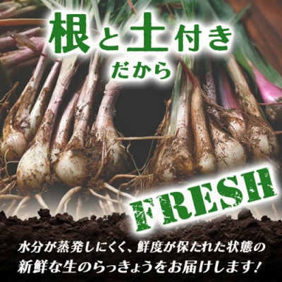 【先行受付】2026年5月下旬以降発送 宮崎県都城市産 土付きらっきょう 10kg(都城市)