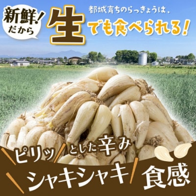 【先行受付】2026年5月下旬以降発送 宮崎県都城市産 土付きらっきょう 10kg(都城市)
