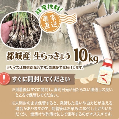 【先行受付】2026年5月下旬以降発送 宮崎県都城市産 土付きらっきょう 10kg(都城市)