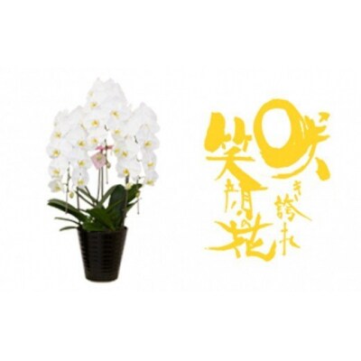 胡蝶蘭(白)3本立ち | ふるさと納税のお礼品